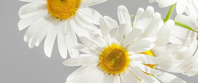 Uses of Chamomile in Herbal Medicines