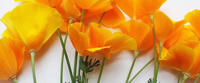 The California Poppy as a Medicinal Herb
