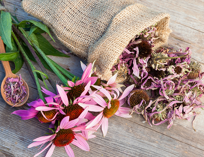 Is Echinacea Safe for Use in Children?