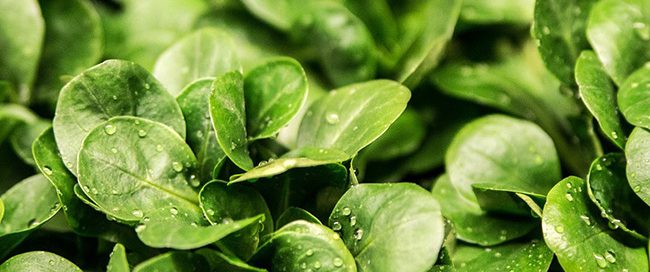 Use of Wild Lettuce in Herbal Remedies
